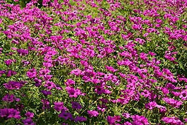 克內(nèi)斯比爾,開花,粉紅色