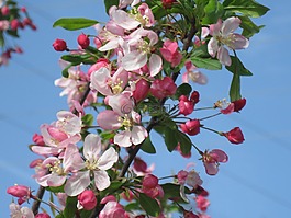 蟹蘋果,水華,春