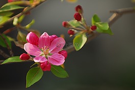 春天的花朵,鮮花,粉紅色的花