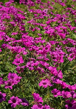 克內(nèi)斯比爾,開花,粉紅色