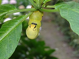 毛蟲,昆蟲,掛