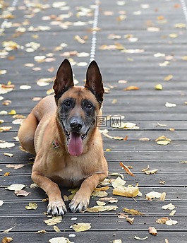 瑪利諾犬,秋季,葉子