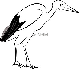 鸛,鳥,野生