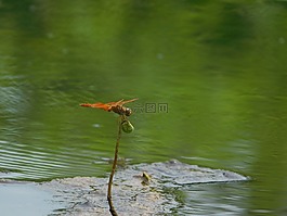 水,空氣,綠水
