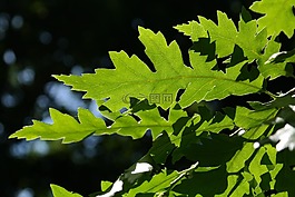 葉子,綠色,背光