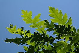 葉子,綠色,背光