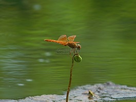 空氣,橙色,綠水