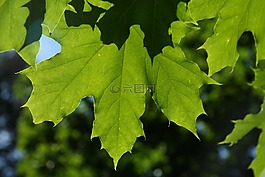 葉子,綠色,背光