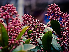 skimmie,花,鮮花