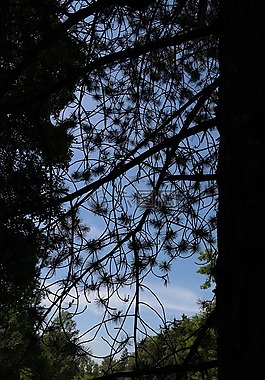 黑松林,树,针叶树