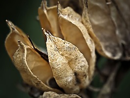 八仙花,葉子,褪色