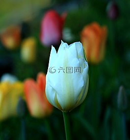 郁金香,花,白