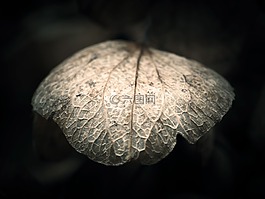 八仙花,葉子,褪色