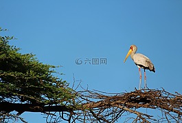 鳥,鳥巢,樹