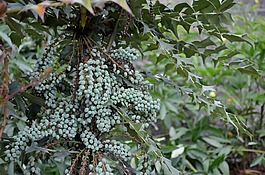 berberitzengewächs,十大功劳x媒体慈善机构,常绿灌木