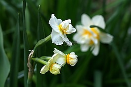 喇叭花,春,自然