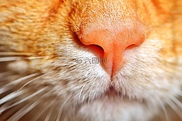猫,猫的鼻子,mieze