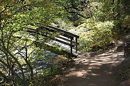 橋,徑,森林