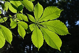 葉子,綠色,背光