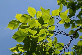 葉子,綠色,樹