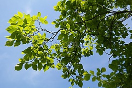 葉子,綠色,樹