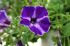矮牽牛,花,開花