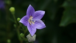 花,野花,花的