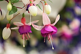 花,開(kāi)花,廠(chǎng)