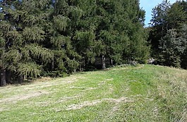 方式,森林,樹