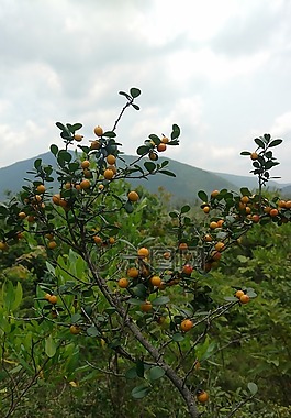 水果,樹,丘陵