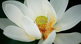 野花,花,蓮花