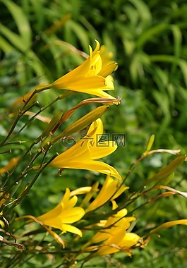 開花,花,黃色
