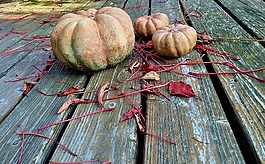 花園,露臺,南瓜