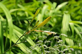 芽,開花,花