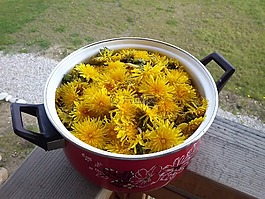 蒲公英,鍋,黃色