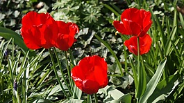 郁金香,鮮花,春天