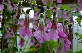 熟地elata,高中國的頂針,夏季開花