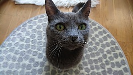 猫,灰色的猫,品蓝的