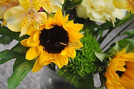 向日葵,黃色,花