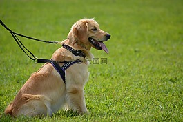 金毛尋回犬,寵物,狗
