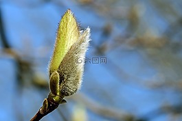 芽,花芽,玉蘭花蕾