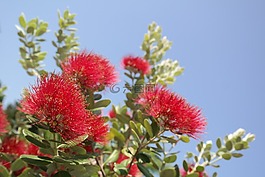 开花,红色,鲜花