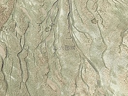 沙,分支機(jī)構(gòu),卷須