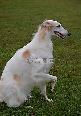 拉布拉多獵犬,俄羅斯獵狼犬,品種