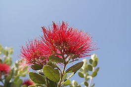 开花,红色,鲜花