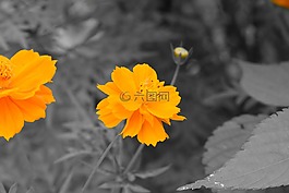 花,自然,植物