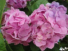鲜花,hortencias,罗莎
