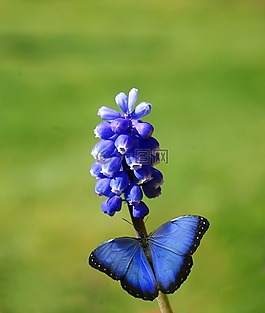 花,廠,蝴蝶