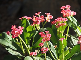 花,玫瑰花朵,植物