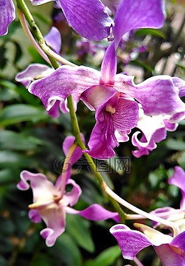 花,自然,綠色